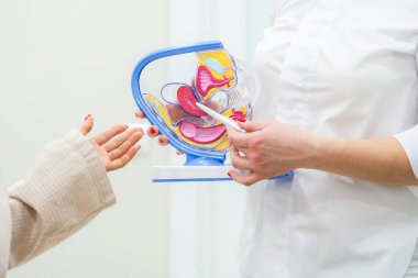 Jinekolog doktor rahmin anatomisini kullanarak hastaya danışmanlık yapıyor.