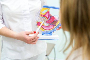 Jinekolog, rahmin anatomisini kullanarak hastaya danışmanlık yapıyor.