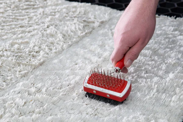 Cleaning wet carpet with metal brush in cleaning service — Stok fotoğraf