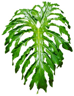 Beyaz üzerine izole edilmiş, suluboya resimli egzotik canavarların tropik yeşil yaprakları.