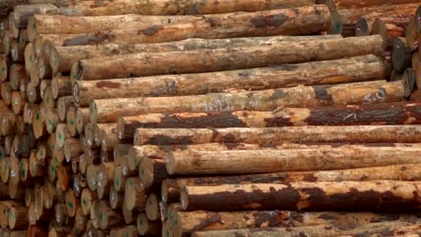Dřevěné Klády Skladě — Stock video