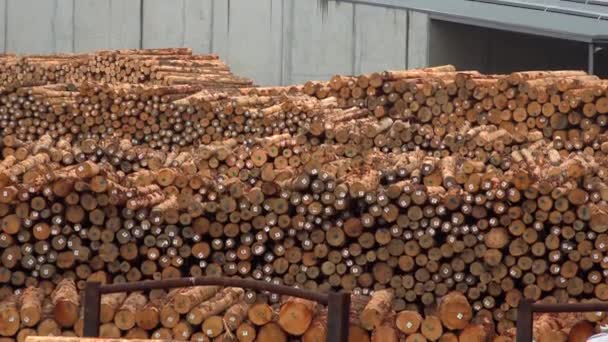 Wooden Logs Neatly Stock — Stock Video