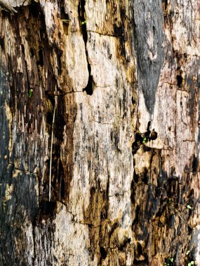 Tahtadaki eski ağaç parçasının dokusu.