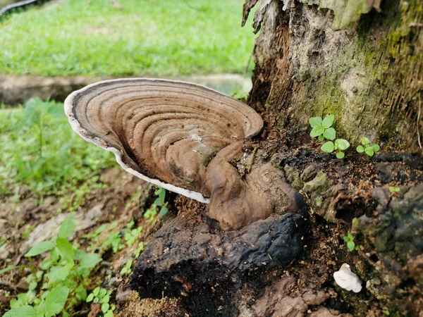 Hongo Marrón Infectado Árbol Viejo Bulto —  Fotos de Stock