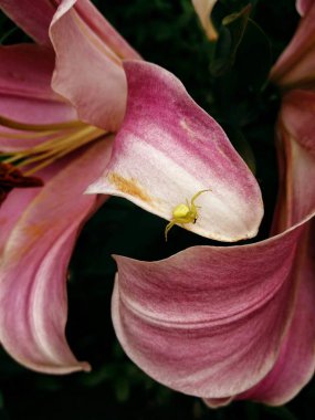 Zambak zambağı pembe örümcek yeşil çiçek yaprakları