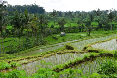 Yeşil pirinç terasları Bali çarpıcı görünüm