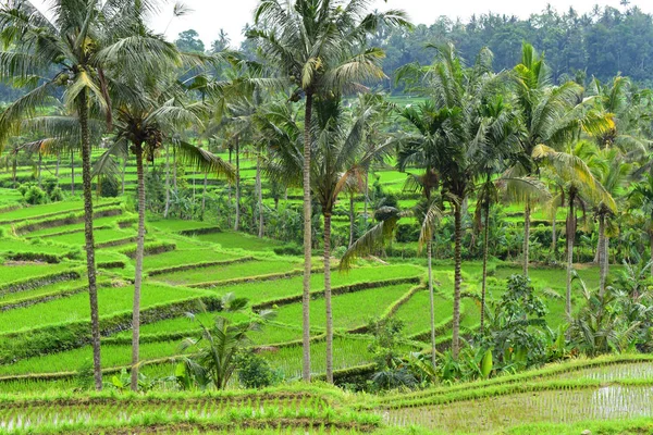 Serisi Seyahat Yeşil Pirinç Terasları Bali Çarpıcı Görünüm — Stok fotoğraf