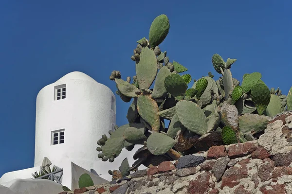 Cactus y edificio blanco en Imerovigli, Santorini, Grecia —  Fotos de Stock