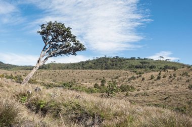 Horton ovaları sri Lanka