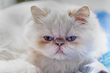 Mavi gözlü Farsça kedi