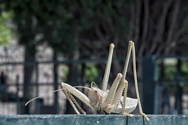 Giant Grasshopper Central Greece — Stock Photo, Image