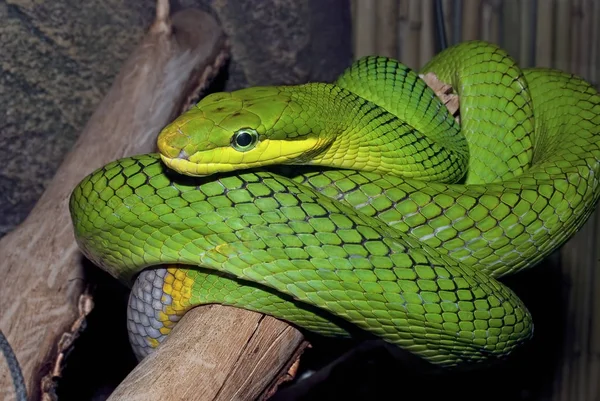 Green Snake Branch — Stock Photo, Image