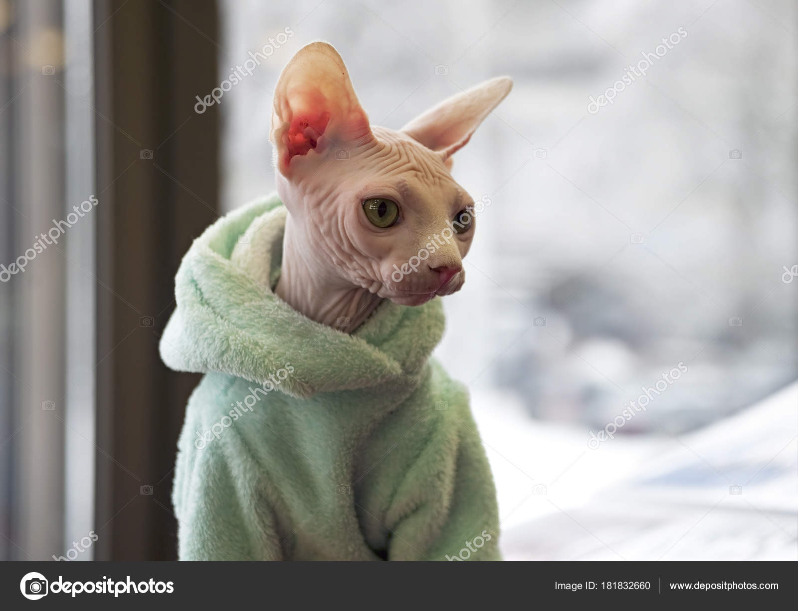 sphynx cat jacket