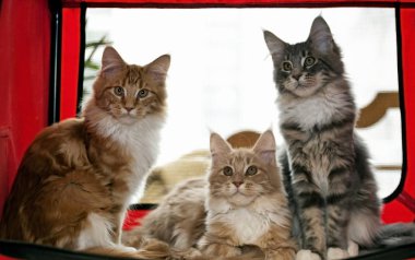 Kırmızı bir kutu içinde üç maine coon yavru kedi