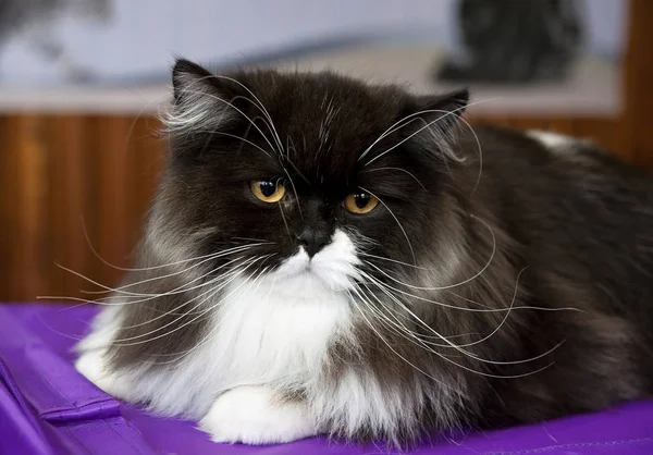 Rasowe Zwierzę Kot Długie Wąsy Brwi — Zdjęcie stockowe