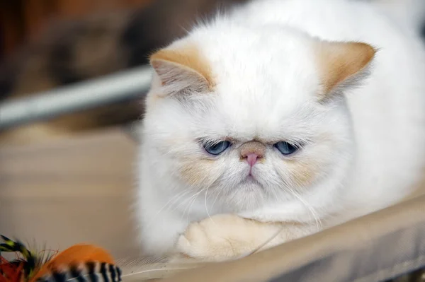 Pretty Sad Persian Cat — Stock Photo, Image