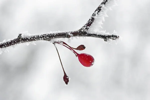 Нежная Замороженная Ветвь Крабового Яблока — стоковое фото
