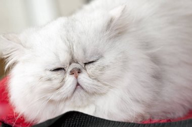 Farsça beyaz kedi taşıma
