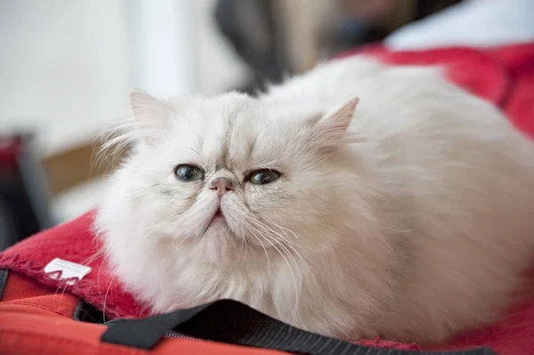 Portret Biały Kot Perski — Zdjęcie stockowe