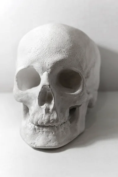 Scull Plâtre Pour Apprendre Dessin Visage Sur Les Cours Art — Photo