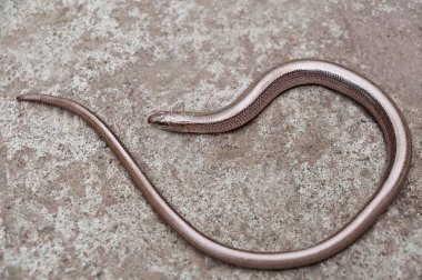 Anguis Fragilis, bir sürüngen, aynı zamanda sağır engerek olarak da bilinir, bir yavaş kurt, bir kör solucan, ya da uzun soluklu bir sakat