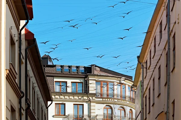 Aves Sobre Casas Ivano Frankivsk Ucrânia — Fotografia de Stock