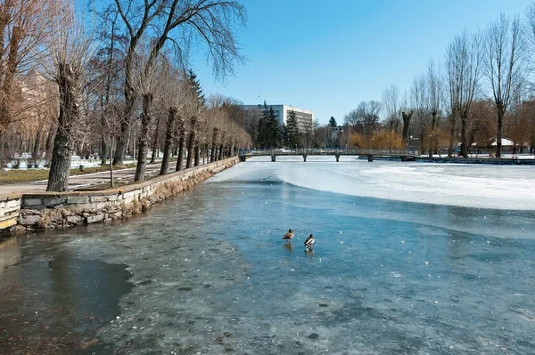 Anatre Sul Fiume Seret Parco Della Città Ternopil Ucraina — Foto Stock