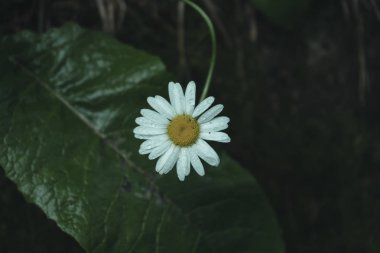 Ormanda yağmur üstüne papatya