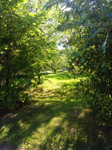 Parque Natural Floresta Verão — Fotografia de Stock