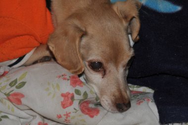 bej rengi kısa saçlı köpek dinleniyor 