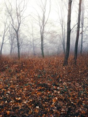 Sıkıcı bir sisli günde ormanda sis 