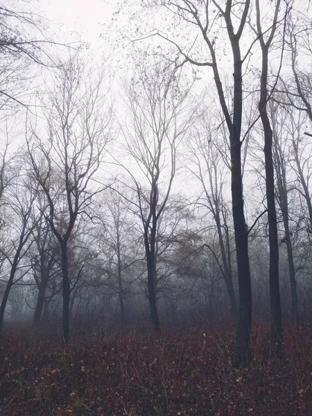 Brouillard Dans Forêt Par Une Journée Brumeuse Ennuyeuse — Photo