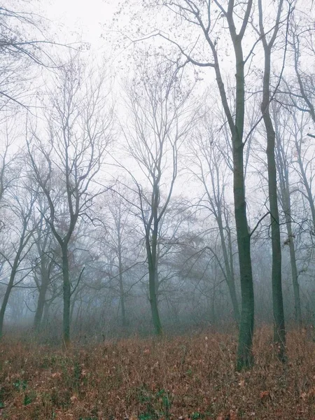Nevoeiro Floresta Dia Enevoado Maçante — Fotografia de Stock