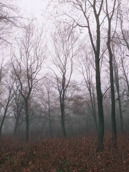 Brouillard Dans Forêt Par Une Journée Brumeuse Ennuyeuse — Photo