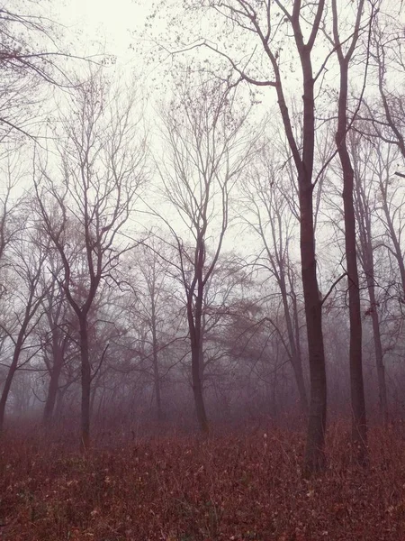 Niebla Bosque Día Nublado — Foto de Stock