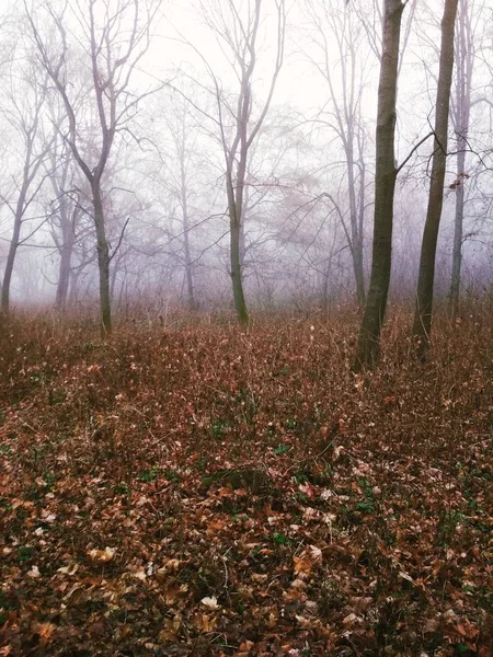Ομίχλη Στο Δάσος Μια Βαρετή Ομιχλώδη Μέρα — Φωτογραφία Αρχείου