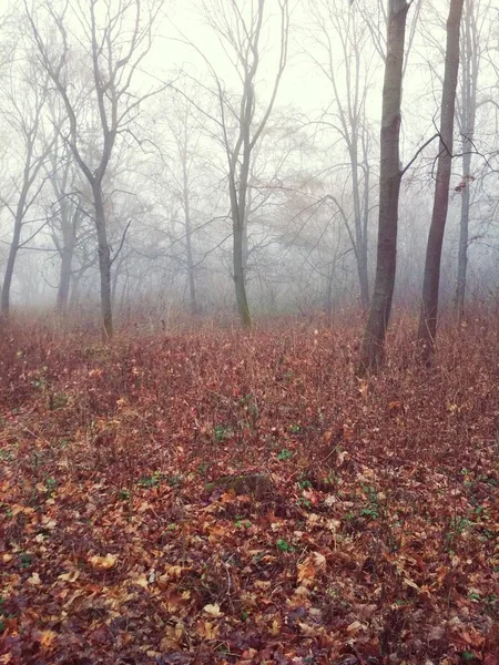 Mgła Lesie Nudny Mglisty Dzień — Zdjęcie stockowe
