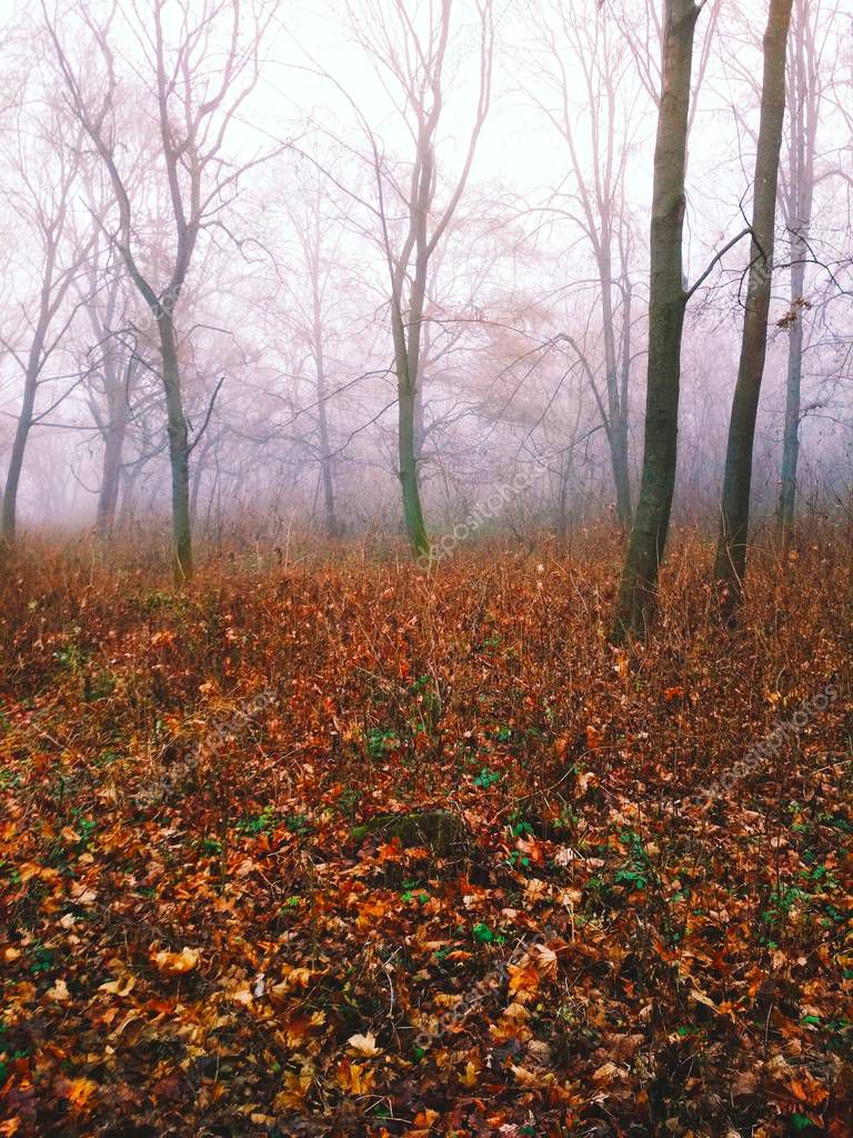 Fog in the forest on a dull foggy day 