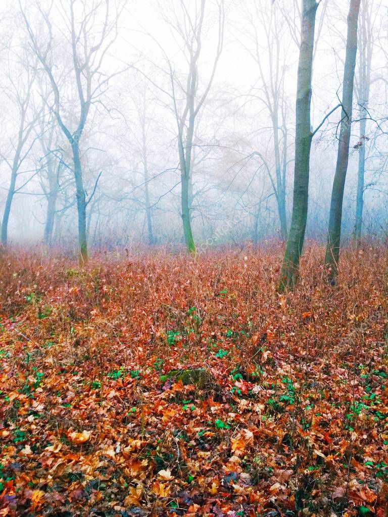 Fog in the forest on a dull foggy day 