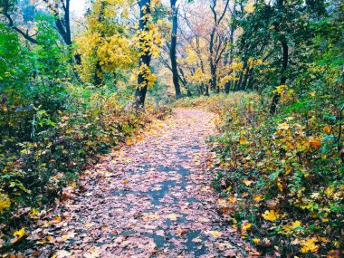 Doğal arka plan manzarası, parlak sonbahar parkı sararmış yapraklarla kaplı. 