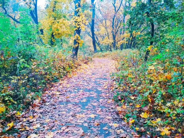 Вид Естественный Фон Яркий Осенний Парк Покрытый Пожелтевшими Листьями — стоковое фото
