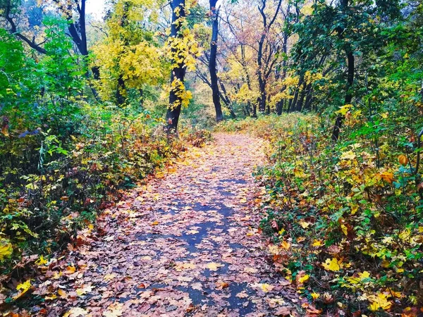 Uitzicht Een Natuurlijke Achtergrond Helder Herfstpark Bedekt Met Vergeelde Bladeren — Stockfoto