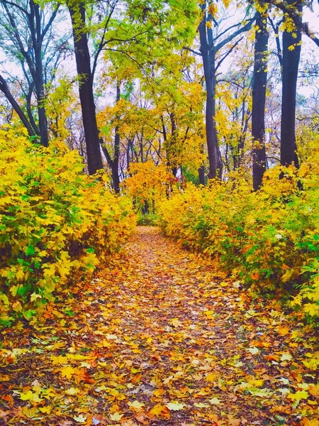 Vista Fundo Natural Parque Outono Brilhante Coberto Com Folhas Amareladas — Fotografia de Stock
