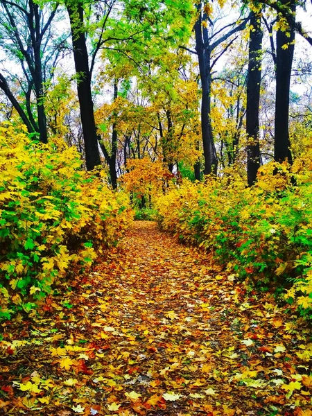 Vista Uno Sfondo Naturale Luminoso Parco Autunnale Coperto Foglie Ingiallite — Foto Stock