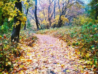 Doğal arka plan manzarası, parlak sonbahar parkı sararmış yapraklarla kaplı. 