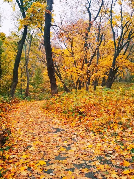 Vista Uno Sfondo Naturale Luminoso Parco Autunnale Coperto Foglie Ingiallite — Foto Stock