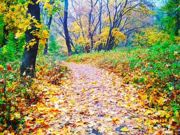 Uitzicht Een Natuurlijke Achtergrond Helder Herfstpark Bedekt Met Vergeelde Bladeren — Stockfoto