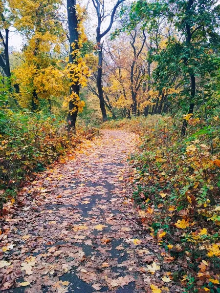 Blick Auf Einen Natürlichen Hintergrund Helle Herbst Park Mit Vergilbten — Stockfoto