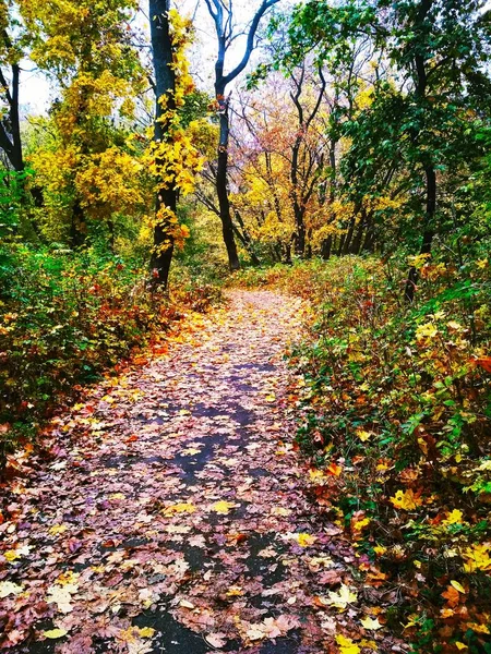 Uitzicht Een Natuurlijke Achtergrond Helder Herfstpark Bedekt Met Vergeelde Bladeren — Stockfoto