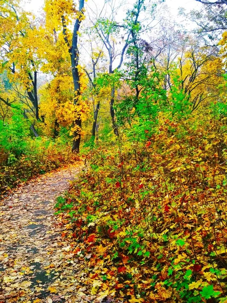 Blick Auf Einen Natürlichen Hintergrund Helle Herbst Park Mit Vergilbten — Stockfoto